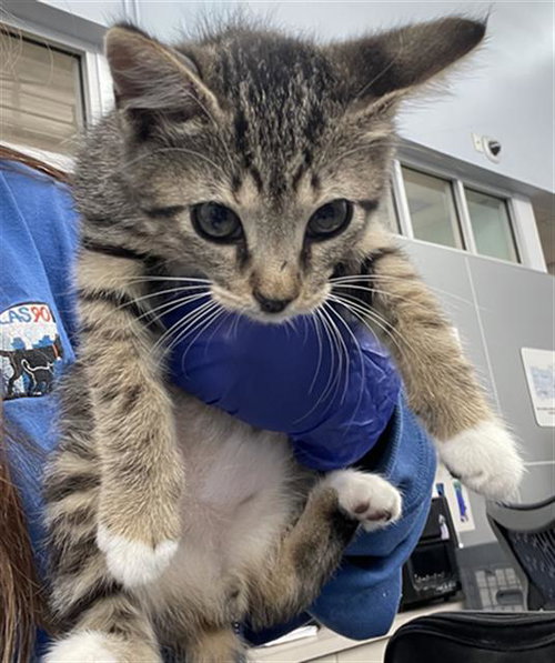 TIGER, Baby Domestic Short Hair (medium coat), cat for adoption in Fort Worth, Texas