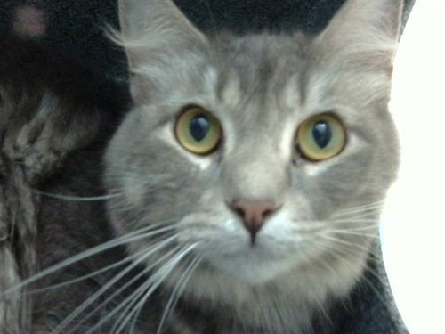 CLEFAIRY, Adult Domestic Short Hair (medium coat), cat for adoption in Fort Worth, Texas