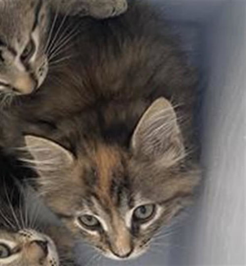 DORY, an adoptable Domestic Short Hair in Dallas, TX