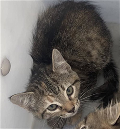 FLOWER, Baby Domestic Short Hair (medium coat), cat for adoption in Fort Worth, Texas