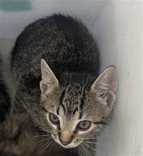 TULIP, Baby Domestic Short Hair (medium coat), cat for adoption in Fort Worth, Texas