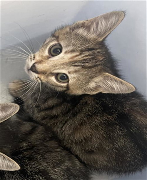 SUNFLOWER, Baby Domestic Short Hair (medium coat), cat for adoption in Fort Worth, Texas