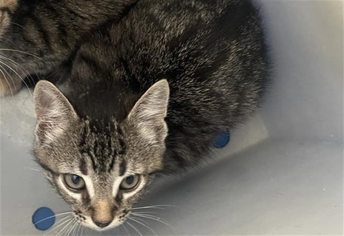 ROSE, Baby Domestic Short Hair (medium coat), cat for adoption in Fort Worth, Texas