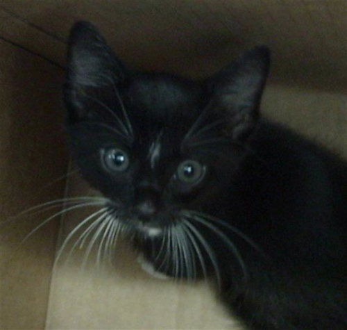MATEO, Baby Domestic Long Hair (medium coat), cat for adoption in Fort Worth, Texas