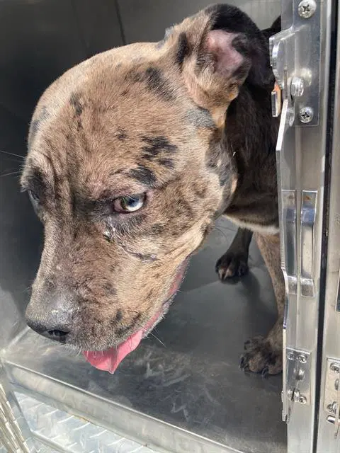 Royalty - Pit Bull Terrier