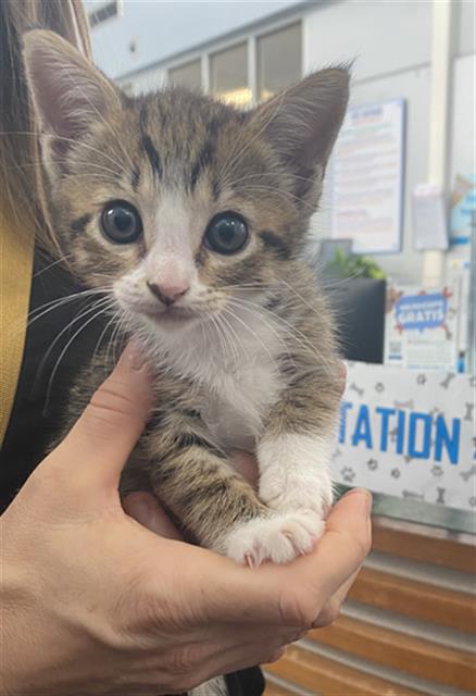 ALMA, Baby Domestic Short Hair (medium coat), cat for adoption in Fort Worth, Texas