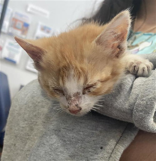 OLIVER, Baby Domestic Short Hair (medium coat), cat for adoption in Fort Worth, Texas