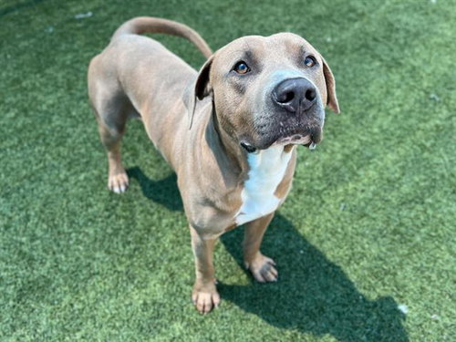 BILLY - Pit Bull Terrier available for adoption
