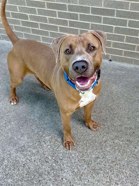 BILLY - Pit Bull Terrier available for adoption