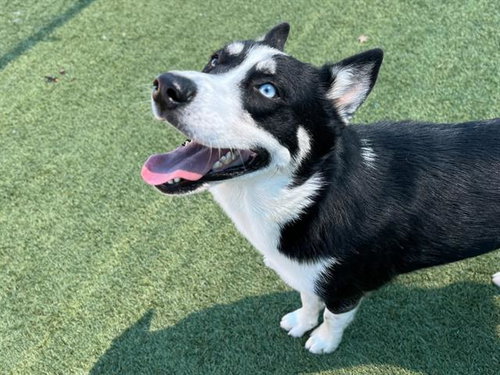 JOE - Siberian Husky available for adoption