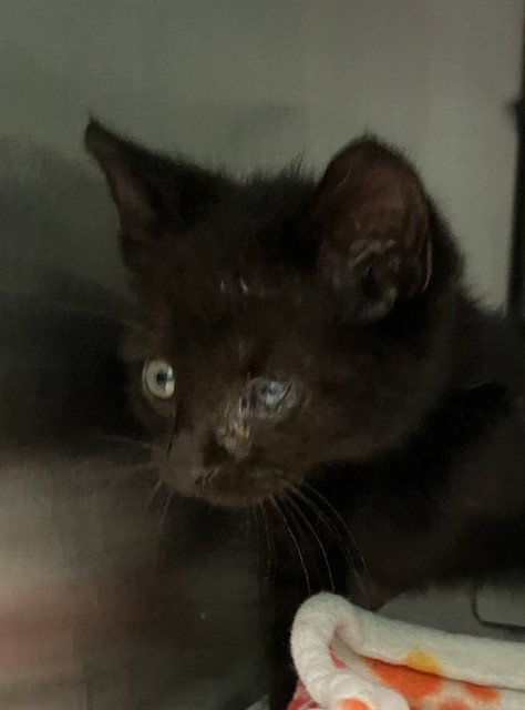 LILA, Baby Domestic Short Hair (medium coat), cat for adoption in Fort Worth, Texas