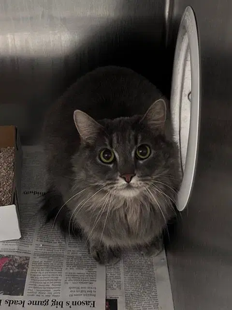 Velvet - Domestic Long Hair