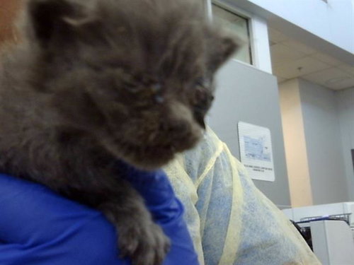 BASIL, Baby Domestic Medium Hair (medium coat), cat for adoption in Fort Worth, Texas