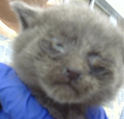 BEGONIA, Baby Domestic Medium Hair (medium coat), cat for adoption in Fort Worth, Texas