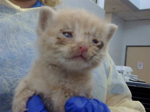 BRIAR, Baby Domestic Medium Hair (medium coat), cat for adoption in Fort Worth, Texas