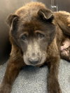 CAPONE - Photo 1