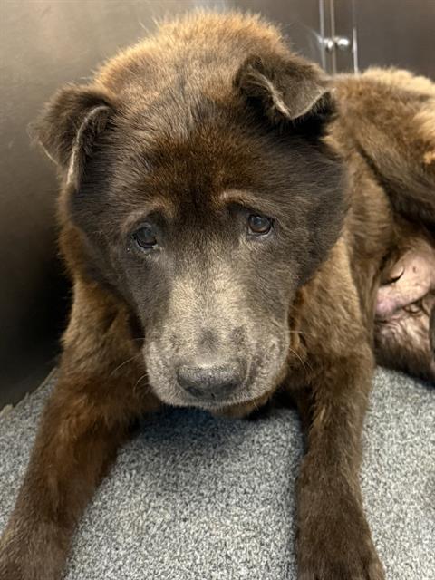 CAPONE, an adoptable Chow Chow in Dallas, TX