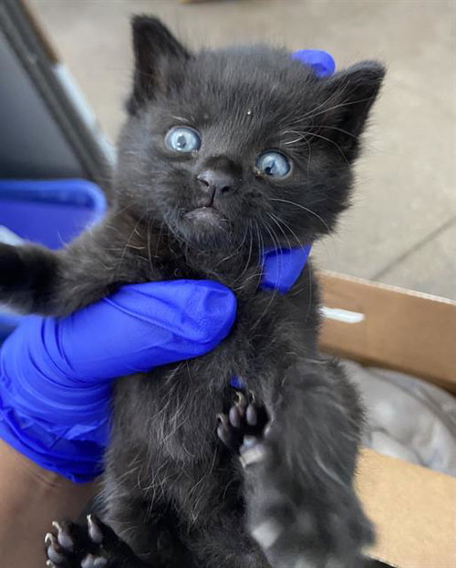 THEODORE, Baby Domestic Short Hair (medium coat), cat for adoption in Fort Worth, Texas