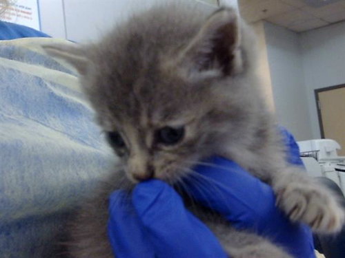 DAHLIA, Baby Domestic Long Hair (medium coat), cat for adoption in Fort Worth, Texas