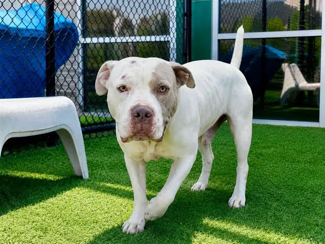 Ruffle - Pit Bull Terrier
