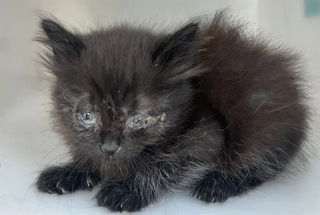 King - Domestic Long Hair