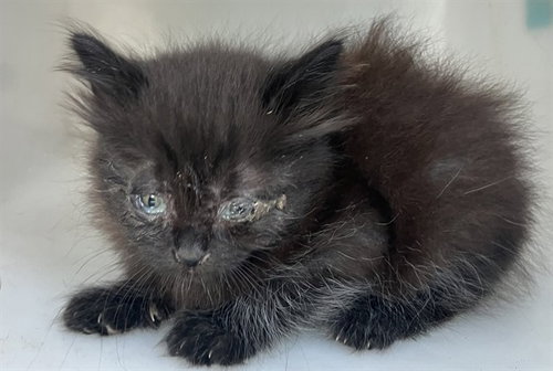 KING, Baby Domestic Long Hair (medium coat), cat for adoption in Fort Worth, Texas