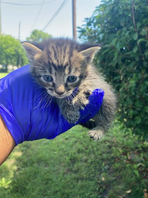 PERSIA, Baby Domestic Short Hair (medium coat), cat for adoption in Fort Worth, Texas