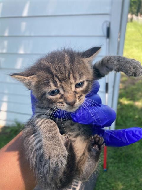 SIDNEY, Baby Domestic Short Hair (medium coat), cat for adoption in Fort Worth, Texas