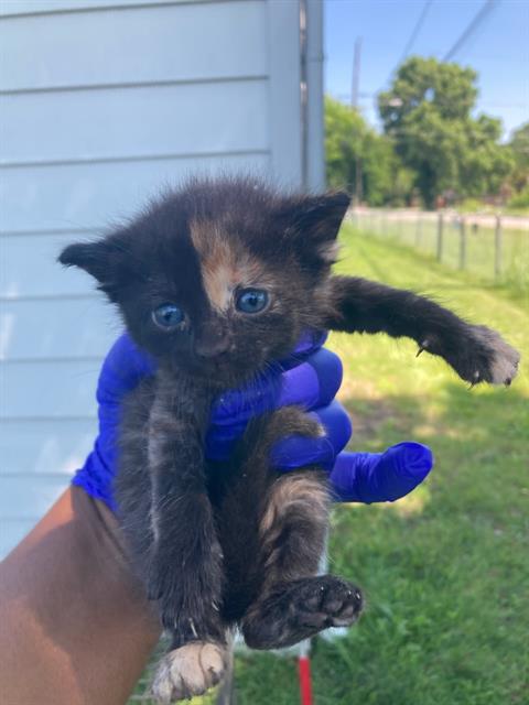 HEATHER, Baby Domestic Short Hair (medium coat), cat for adoption in Fort Worth, Texas