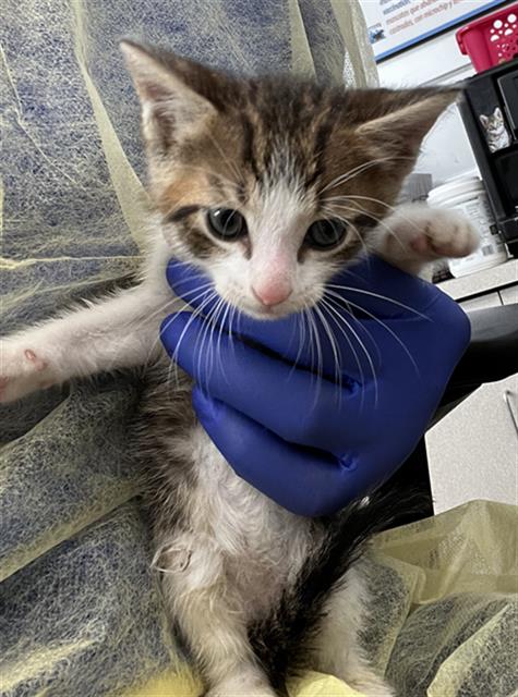 GRAVY, Baby Domestic Medium Hair (medium coat), cat for adoption in Fort Worth, Texas