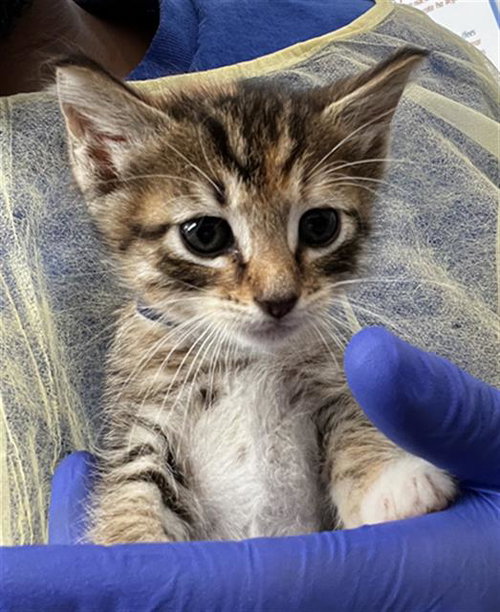 ROSA, Baby Domestic Medium Hair (medium coat), cat for adoption in Fort Worth, Texas