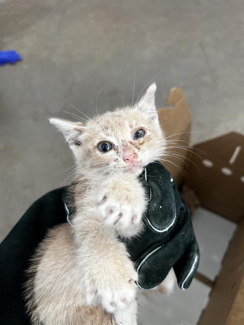JENNA, Baby Domestic Medium Hair (medium coat), cat for adoption in Fort Worth, Texas