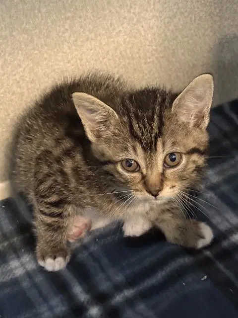 Laz - Domestic Medium Hair
