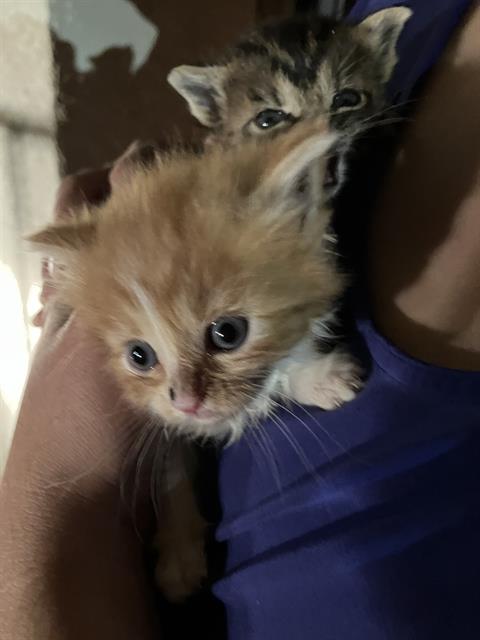 BUTTER, Baby Domestic Short Hair (medium coat), cat for adoption in Fort Worth, Texas