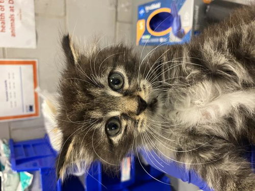 MOONEY, Baby Domestic Medium Hair (medium coat), cat for adoption in Fort Worth, Texas
