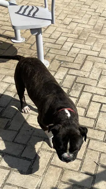 Rex - Pit Bull Terrier