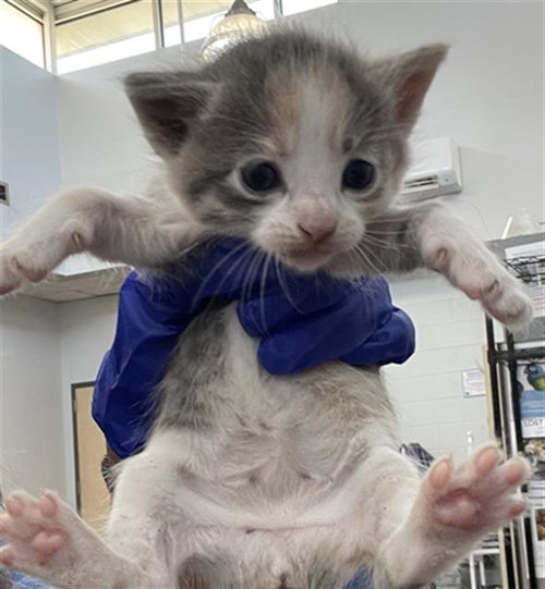 LULU, Baby Domestic Short Hair (medium coat), cat for adoption in Fort Worth, Texas