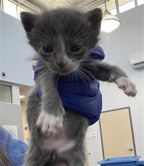 WIZ, Baby Domestic Short Hair (medium coat), cat for adoption in Fort Worth, Texas