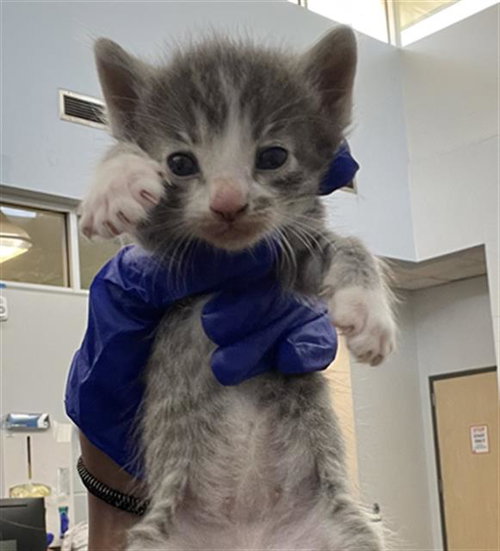ZORRO, Baby Domestic Short Hair (medium coat), cat for adoption in Fort Worth, Texas