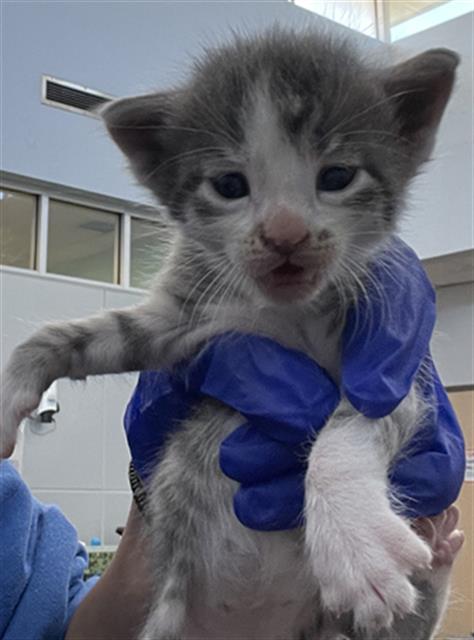 DUSTY, Baby Domestic Short Hair (medium coat), cat for adoption in Fort Worth, Texas
