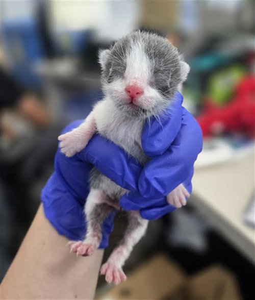 EENY, an adoptable Domestic Short Hair in Dallas, TX