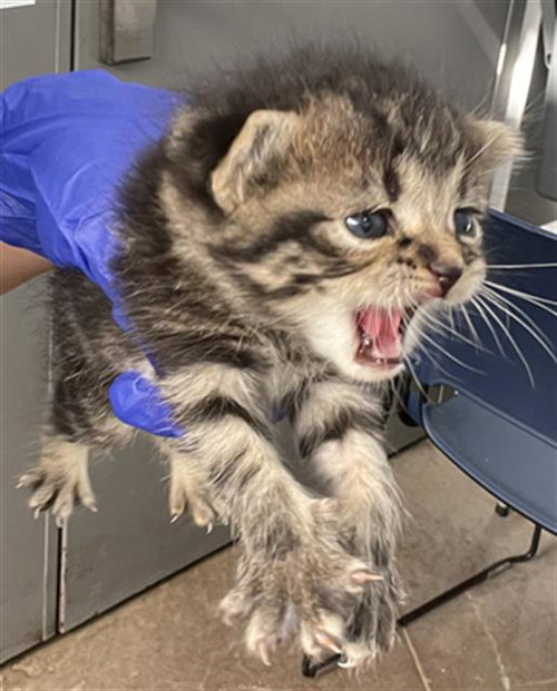 MIMI, Baby Domestic Short Hair (medium coat), cat for adoption in Fort Worth, Texas