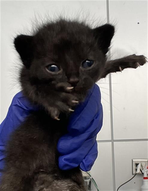 RANGER, Baby Domestic Short Hair (medium coat), cat for adoption in Fort Worth, Texas
