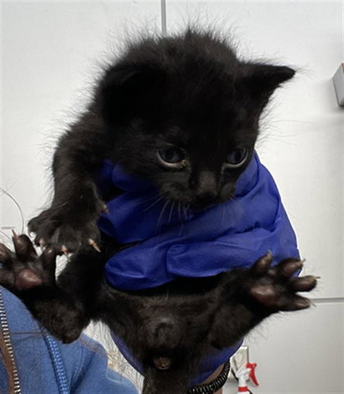 CHESTER, Baby Domestic Short Hair (medium coat), cat for adoption in Fort Worth, Texas