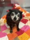 FOXY LADY - Photo 1