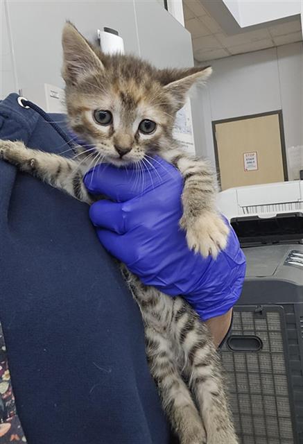 HEIDI, Baby Domestic Short Hair (medium coat), cat for adoption in Fort Worth, Texas