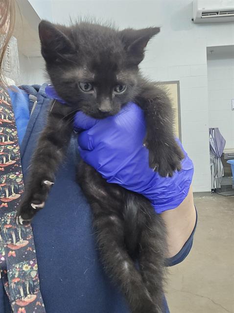 HENDRIX, Baby Domestic Short Hair (medium coat), cat for adoption in Fort Worth, Texas