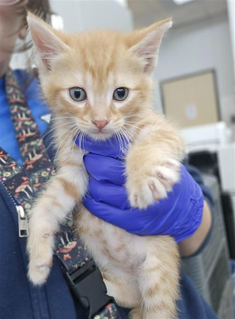 HEATH, Baby Domestic Short Hair (medium coat), cat for adoption in Fort Worth, Texas