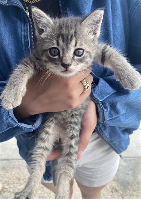 PEPPER, Baby Domestic Short Hair (medium coat), cat for adoption in Fort Worth, Texas