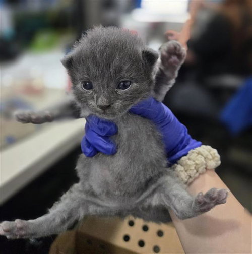 ALISTAIR, an adoptable Domestic Short Hair in Dallas, TX